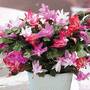 Christmas Cactus Tricolour in Cream Zinc Pot