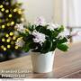 Christmas Cactus White in Cream Zinc Pot - Gift