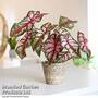 Caladium Heart to Heart' 'Bottle Rocket'