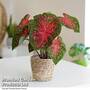 Caladium Heart to Heart' 'Fast Flash'