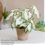 Caladium Heart to Heart' 'White Wonder'