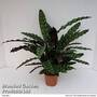 Calathea insignis
