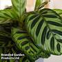 Calathea makoyana