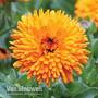 Calendula 'Spiky Orange'