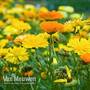 Calendula officinalis 'Fiesta Gitana Mixed'