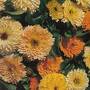 Calendula 'Art Shades' (Start-A-Garden™ Range)