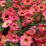 Calibrachoa Calita® 'Apricot Shades'