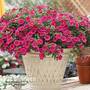 Calibrachoa 'Million Bells Fuchsia'