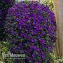 Calibrachoa 'Million Bells Blue'