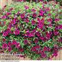 Calibrachoa 'Cabaret Good-Night-Kiss'