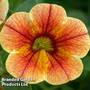 Calibrachoa 'Tiger Eye'