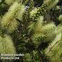 Callistemon 'Honey Pot'