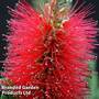 Callistemon 'Inferno'
