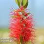 Callistemon laevis 7.5 Litre Pot x 1