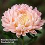 Callistephus 'Classic Salmon Rose'