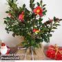 Cammelia Yuletide - Gift