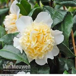Camellia 'Brushfield's Yellow'