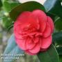 Camellia 'Blooming Wonder Red'
