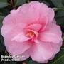 Camellia 'Spring Festival'