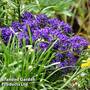 Campanula glomerata 'Blue Crown'