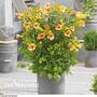 Campsis x tagliabuana 'Yellow Trumpet'
