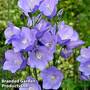 Campanula medium 'Blue'