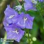 Campanula persicifolia