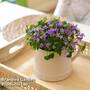 Campanula in grey jug