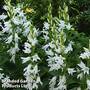 Campanula persicifolia var. alba