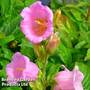 Campanula medium 'Rose'