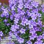 Campanula poscharskyana