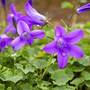 Campanula 'Resholt Variety'