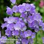 Campanula persicifolia 'Telham Beauty'