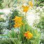 Canna 'Tropicanna Gold'