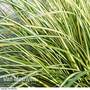 Carex oshimensis 'Evergold'