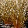Carex Comans Bronze