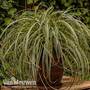 Carex 'Feather Falls'