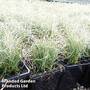Carex comans 'Green'