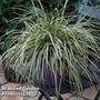 Carex oshimensis 'Evercream'