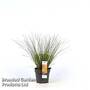 Carex testacea 'Prairie Fire'