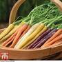 Carrot 'Sweet Imperator Mix' F1 Hybrid