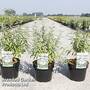 Caryopteris clandonensis 'Pink Perfection'