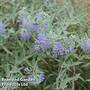 Caryopteris clandonensis 'Sterling Silver'