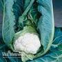 Cauliflower 'Clapton' F1 Hybrid (Summer/Autumn)