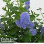 Ceanothus thyrsiflorus repens