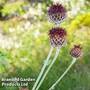 Centaurea atropurpurea