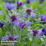 Centaurea montana