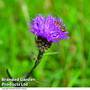 Centaurea nigra