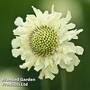Cephalaria gigantea
