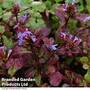 Ceratostigma plumbaginoides